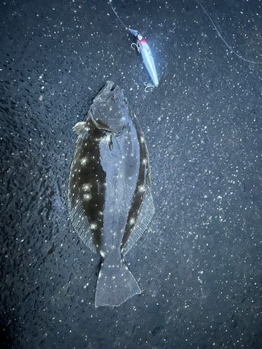 ヒラメの釣果