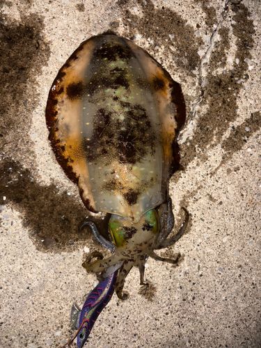 アオリイカの釣果