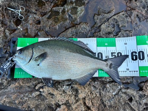 イスズミの釣果