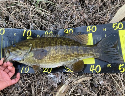 スモールマウスバスの釣果