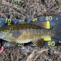 スモールマウスバス