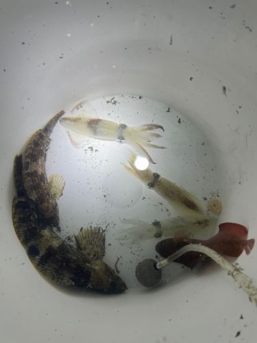 三陸海岸（青森）