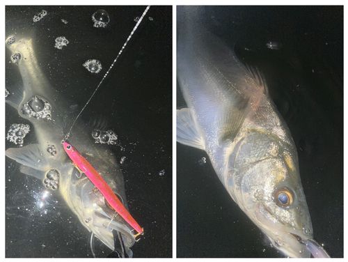 フッコ（マルスズキ）の釣果