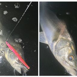 フッコ（マルスズキ）