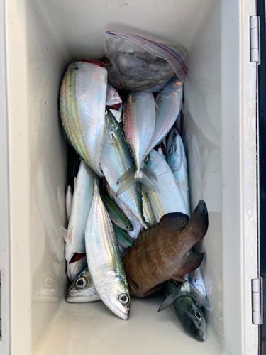 グルクマの釣果