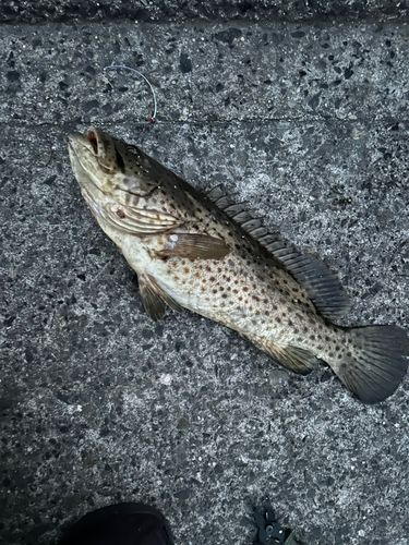 チャイロマルハタの釣果