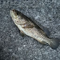 チャイロマルハタ