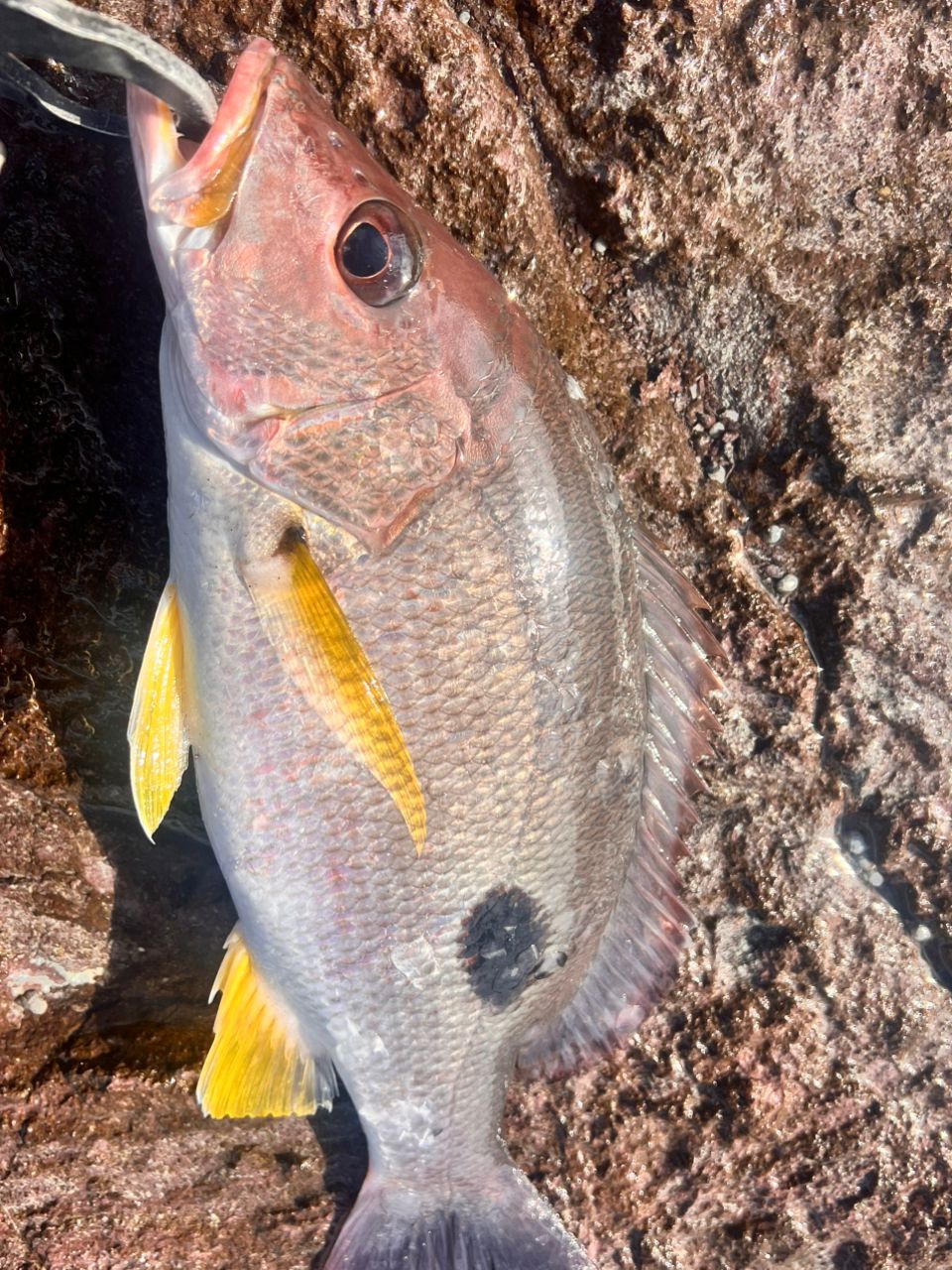 クロホシフエダイ