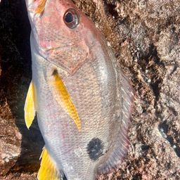 クロホシフエダイ