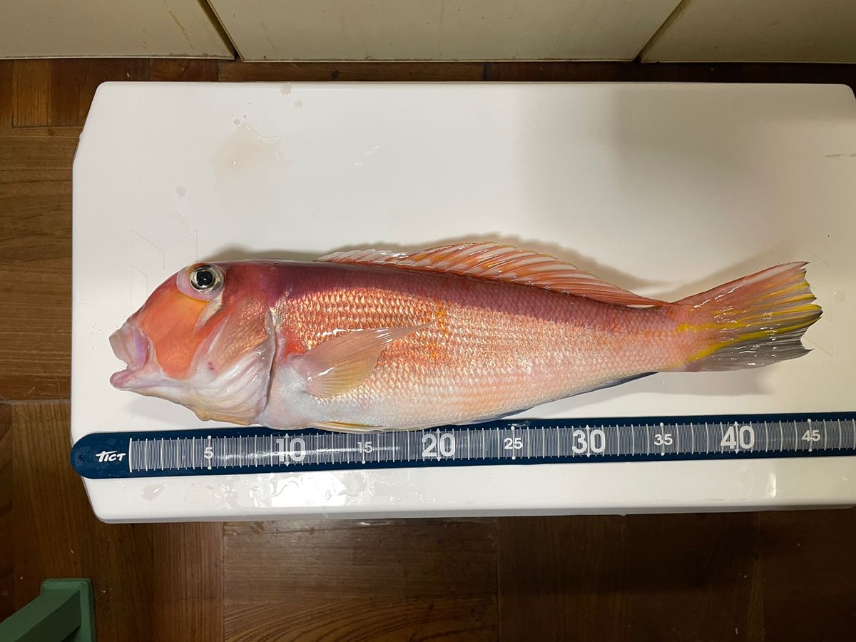 tihaさんの釣果 1枚目の画像