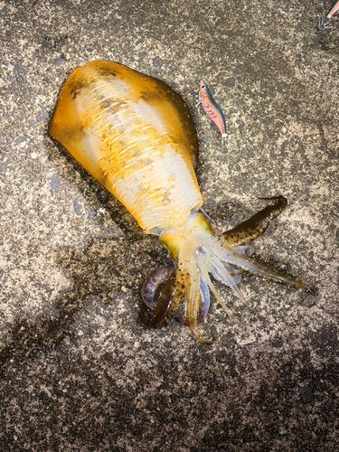 アオリイカの釣果