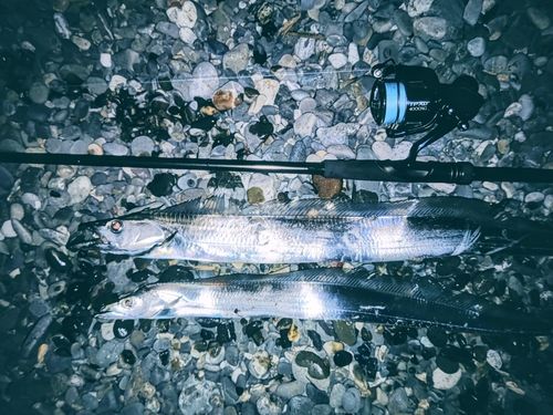 タチウオの釣果