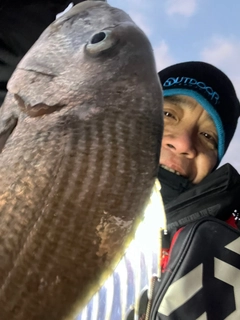 ヘダイの釣果