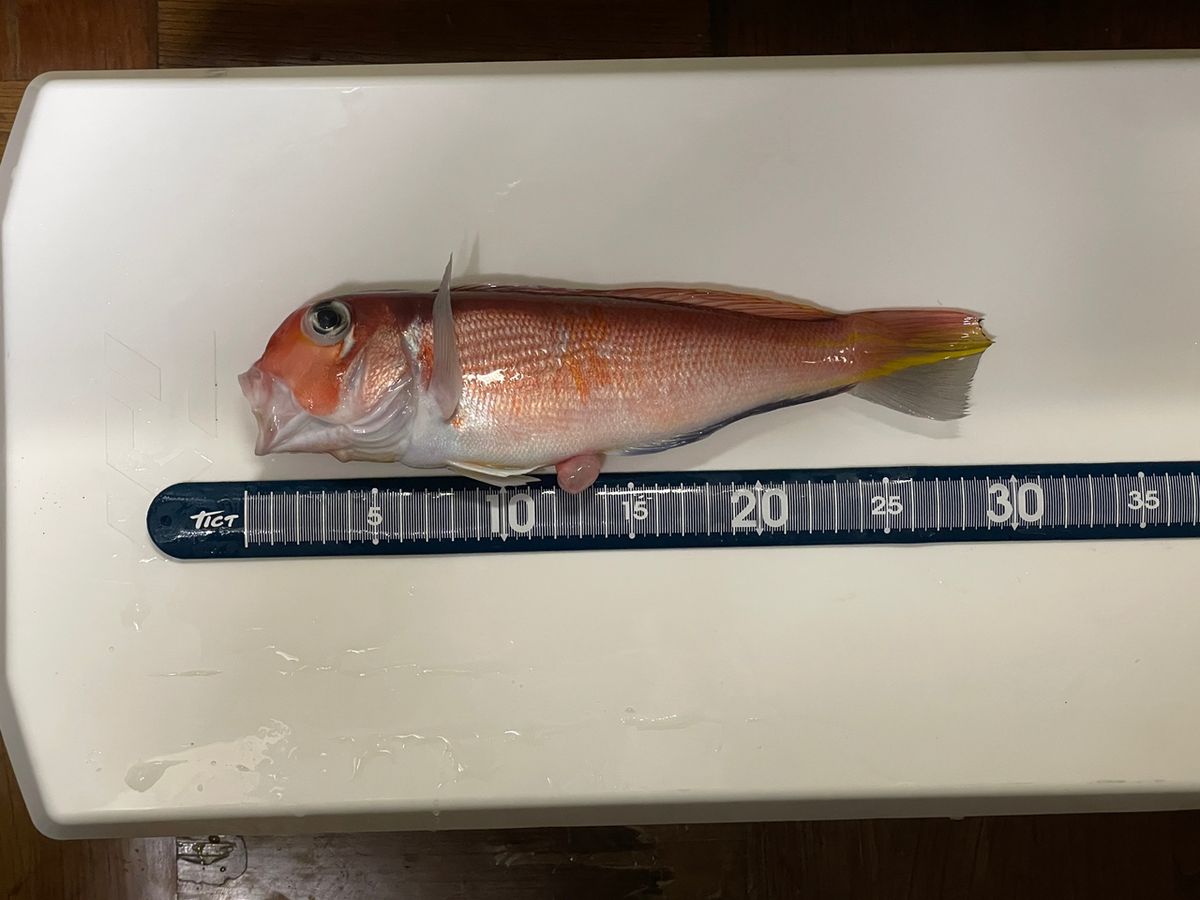 tihaさんの釣果 1枚目の画像