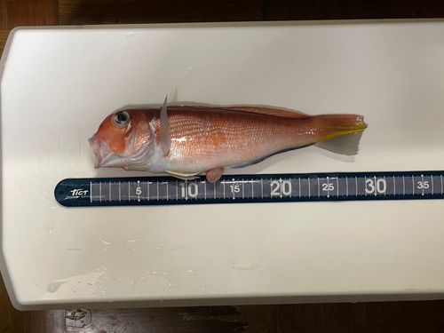 アカアマダイの釣果