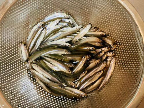 ワカサギの釣果