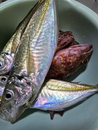 マアジの釣果
