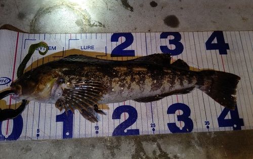 アイナメの釣果