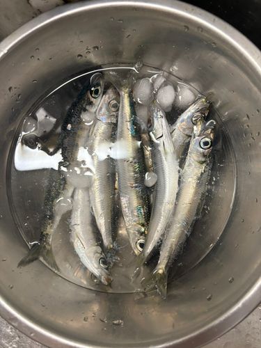 マイワシの釣果