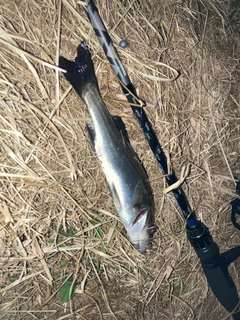 セイゴ（マルスズキ）の釣果