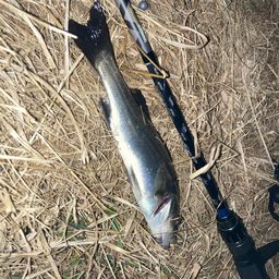 セイゴ（マルスズキ）