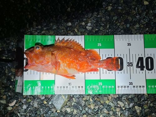 アヤメカサゴの釣果