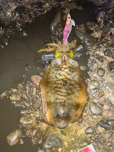 アオリイカの釣果