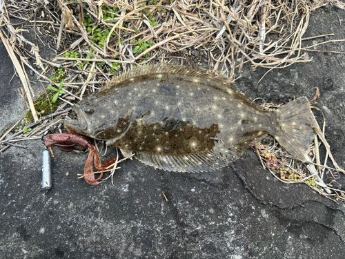 ヒラメの釣果