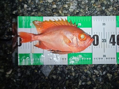 キントキダイの釣果