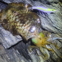 アオリイカの釣果