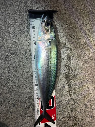 サバの釣果