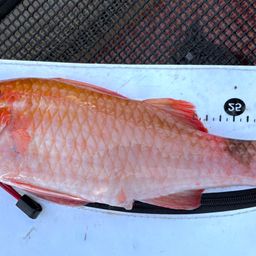 ホウライヒメジ