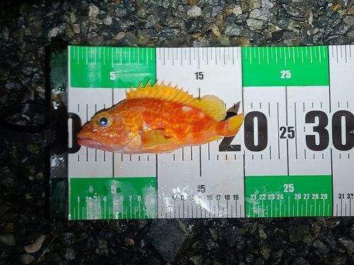 アヤメカサゴの釣果