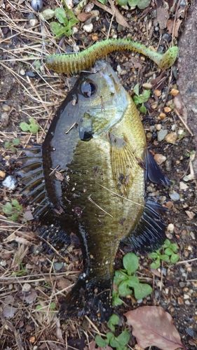 ブルーギルの釣果