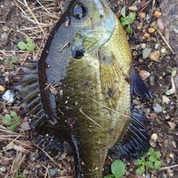 ブルーギル