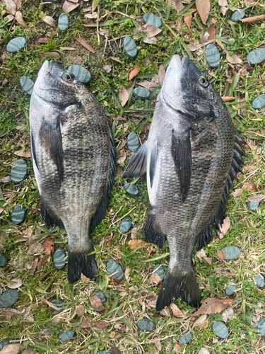 クロダイの釣果