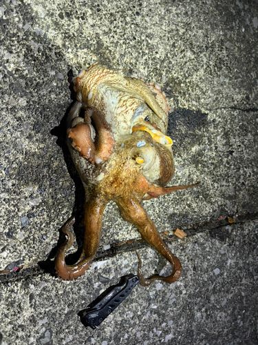 タコの釣果
