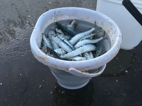 マイワシの釣果