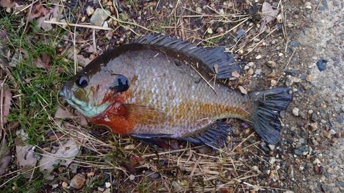 ブルーギルの釣果