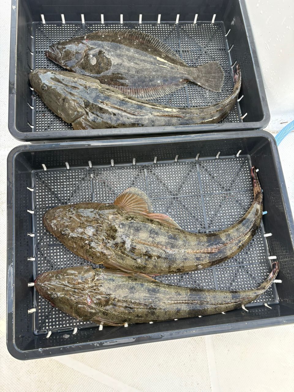 のぶまるさんの釣果 3枚目の画像