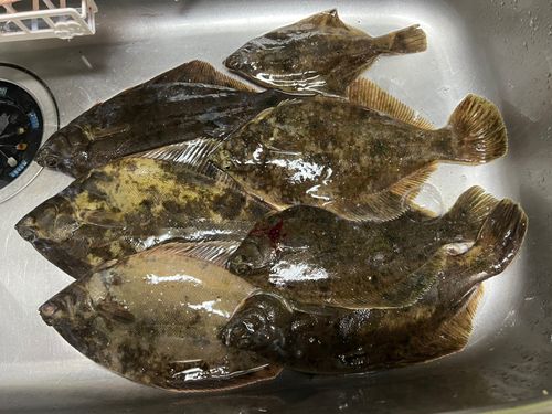 カレイの釣果