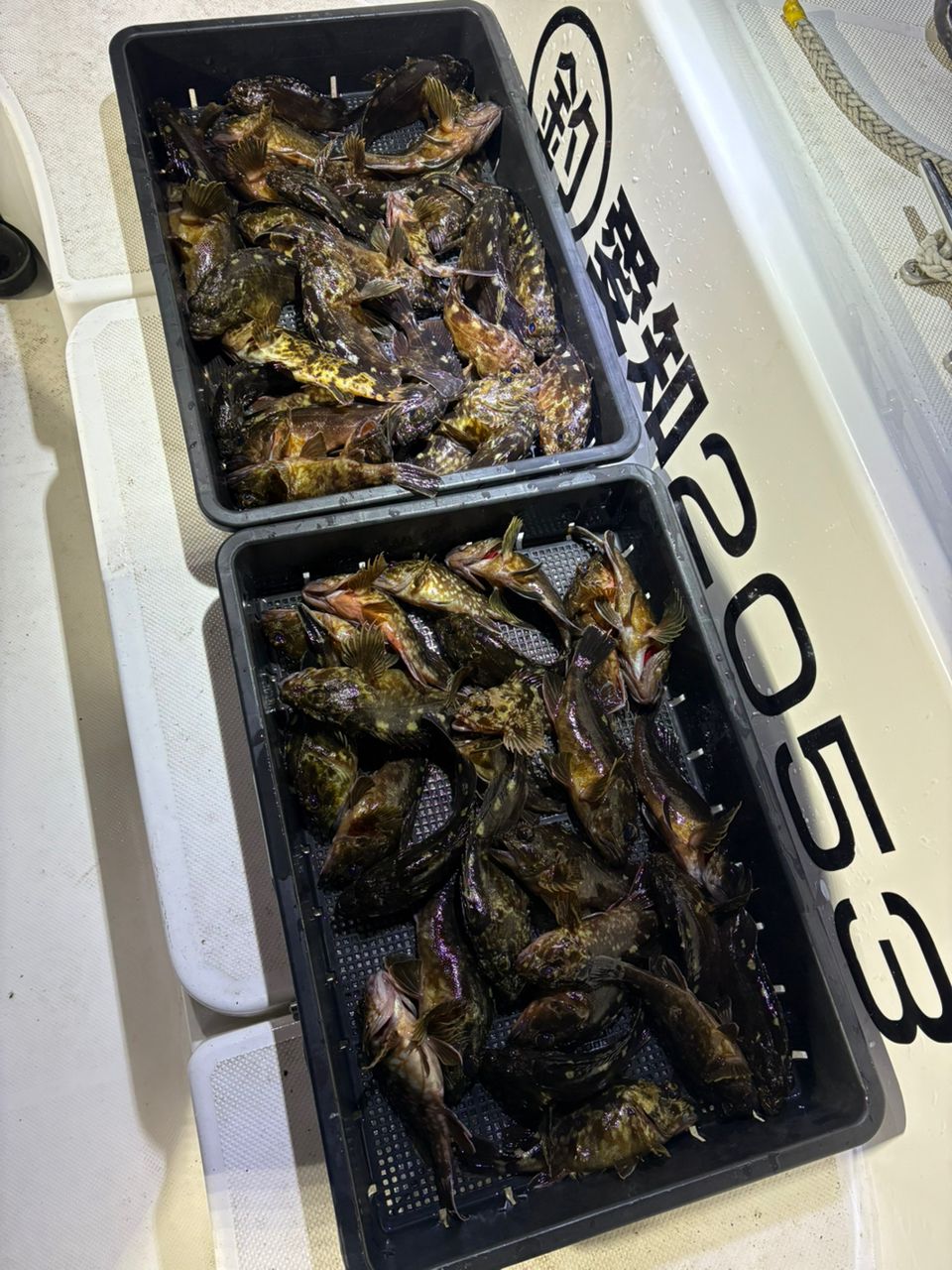 のぶまるさんの釣果 2枚目の画像