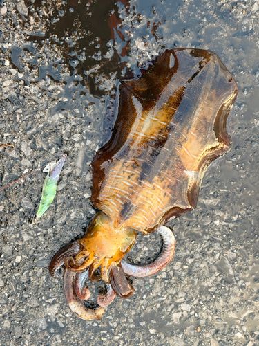 アオリイカの釣果