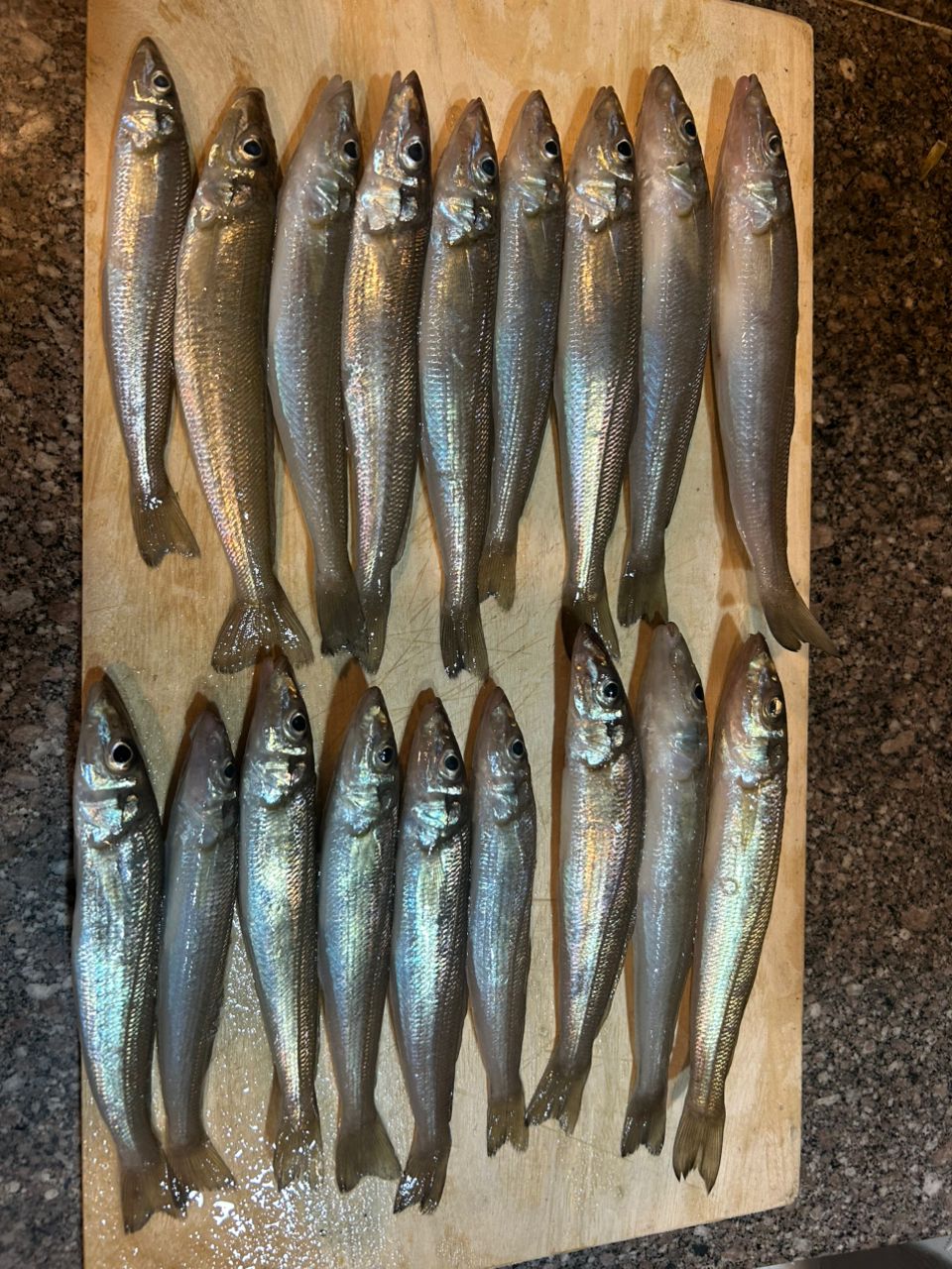 ひでそのさんの釣果 2枚目の画像