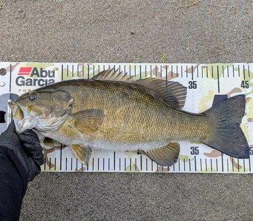 スモールマウスバスの釣果