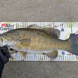 スモールマウスバス