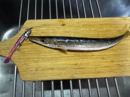 カマスの釣果