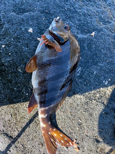 ヘダイの釣果
