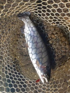 ニジマスの釣果