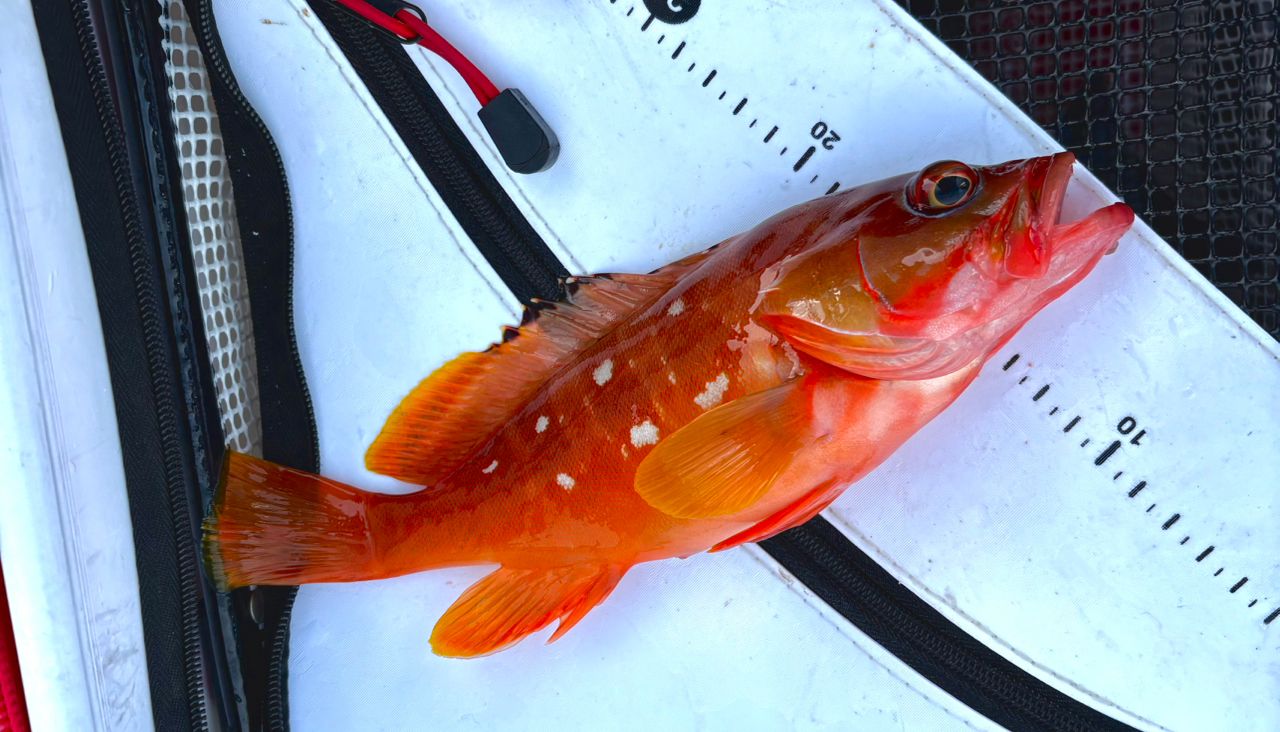 SHIMANO 22ボーダレス 420H-Tの最安値・インプレ・釣果 | 本音の口コミ